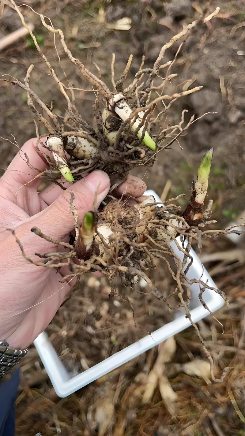 白芨苗紫花三叉白芨苗露天苗中宽叶驯化苗紫花白芨量大从优