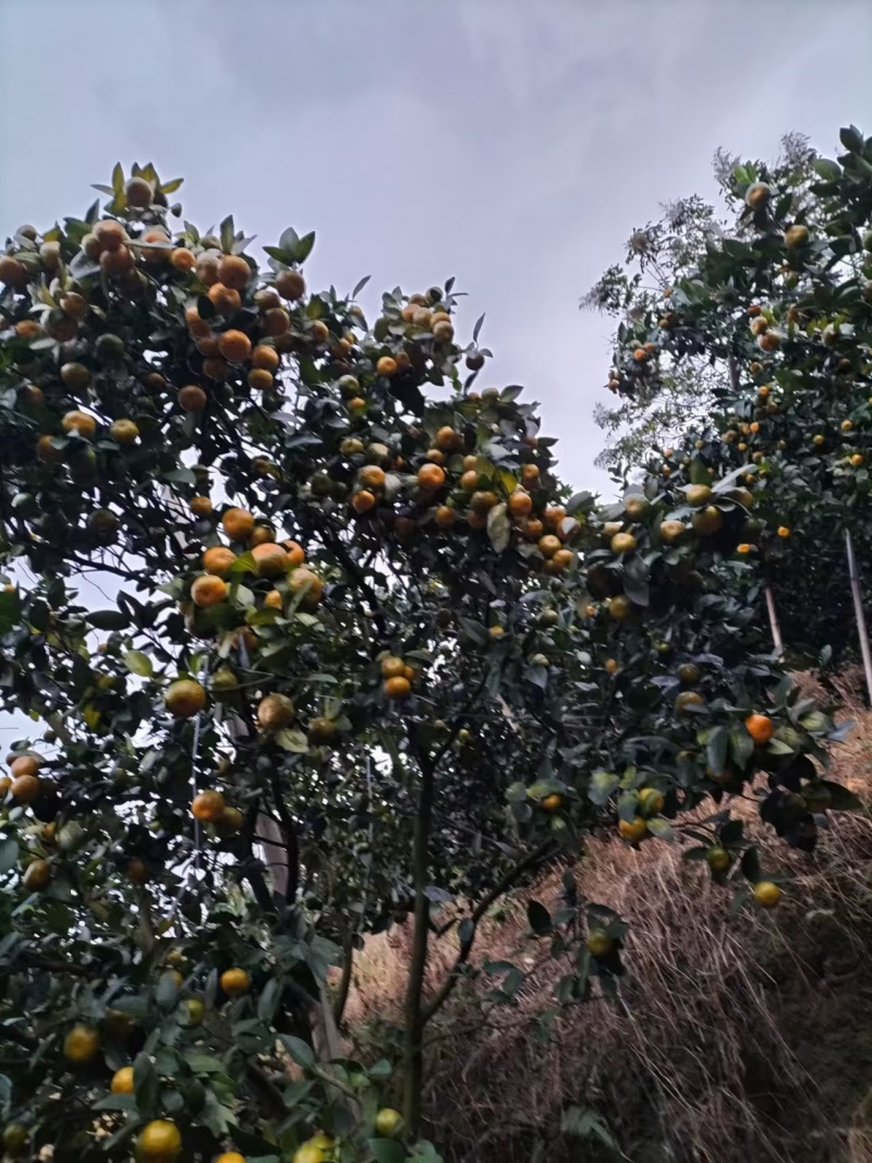 杨梅八月桔，多汁无渣，色泽靓，即将上市欢迎预订