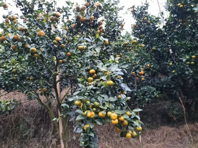 杨梅八月桔，多汁无渣，色泽靓，即将上市欢迎预订