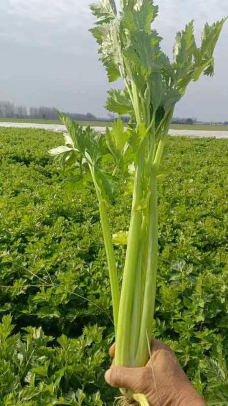 芹菜，西芹，基地货，冷棚暖棚都有，质优价廉，