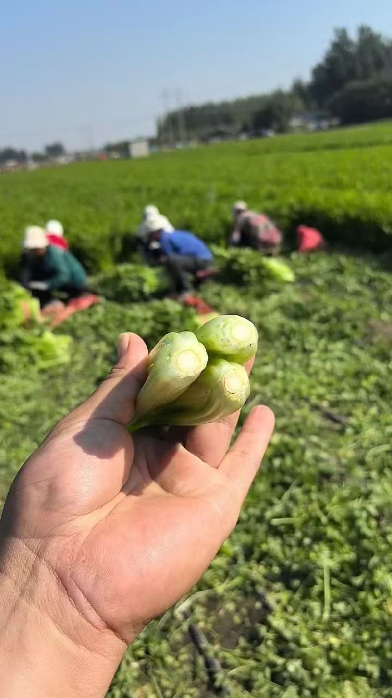 芹菜，西芹，基地货，冷棚暖棚都有，质优价廉，