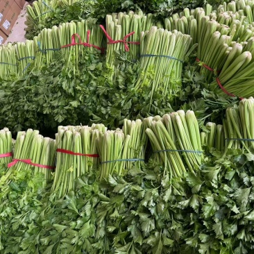 芹菜，西芹，基地货，冷棚暖棚都有，质优价廉，