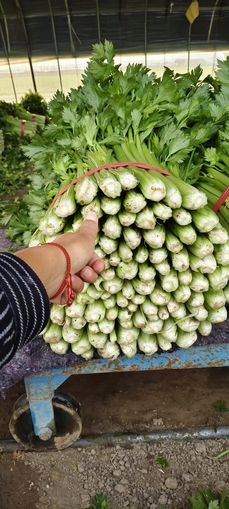 芹菜，西芹，基地货，冷棚暖棚都有，质优价廉，