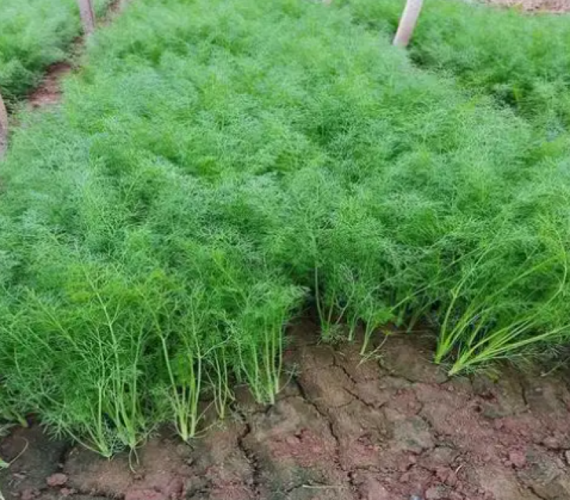 精品推荐永年茴香可产地直销视频看货质量保证