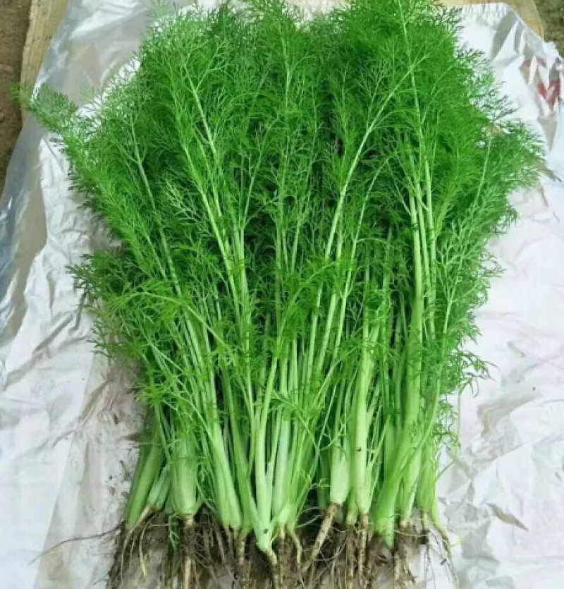 精品推荐永年茴香可产地直销视频看货质量保证