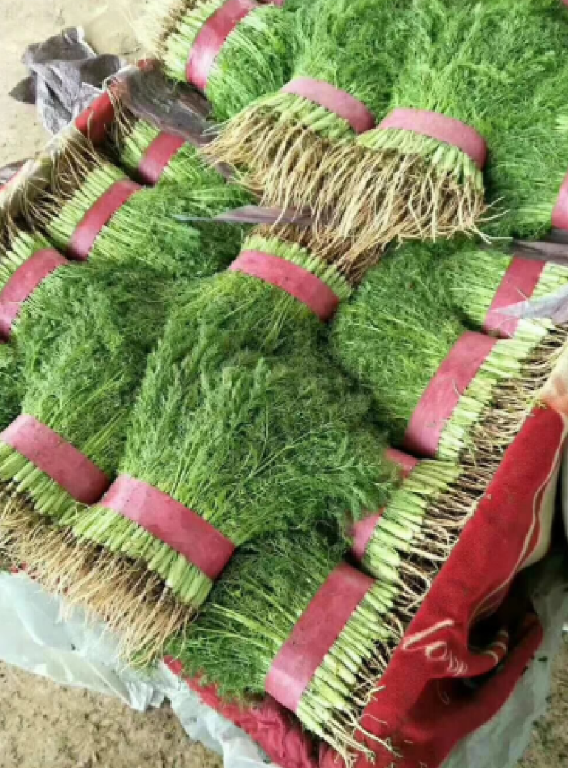精品推荐永年茴香可产地直销视频看货质量保证