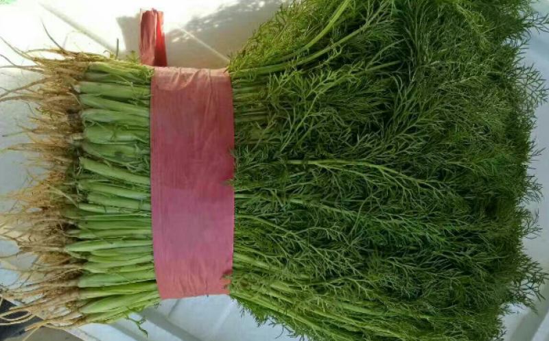 精品推荐永年茴香可产地直销视频看货质量保证