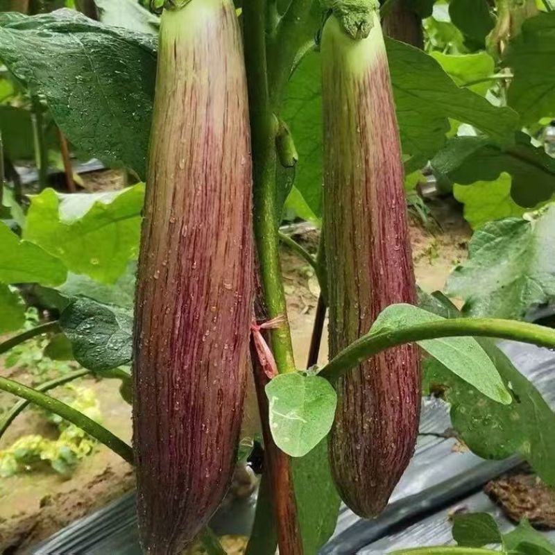 各类茄子苗基地直供产地直销技术支持包存活量大从优
