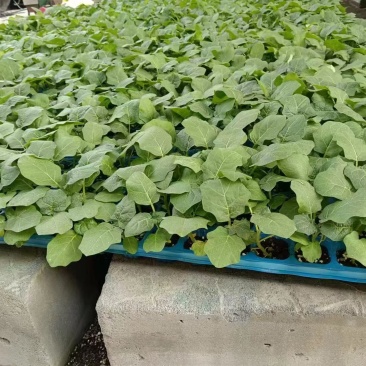 各类茄子苗基地直供产地直销技术支持包存活量大从优