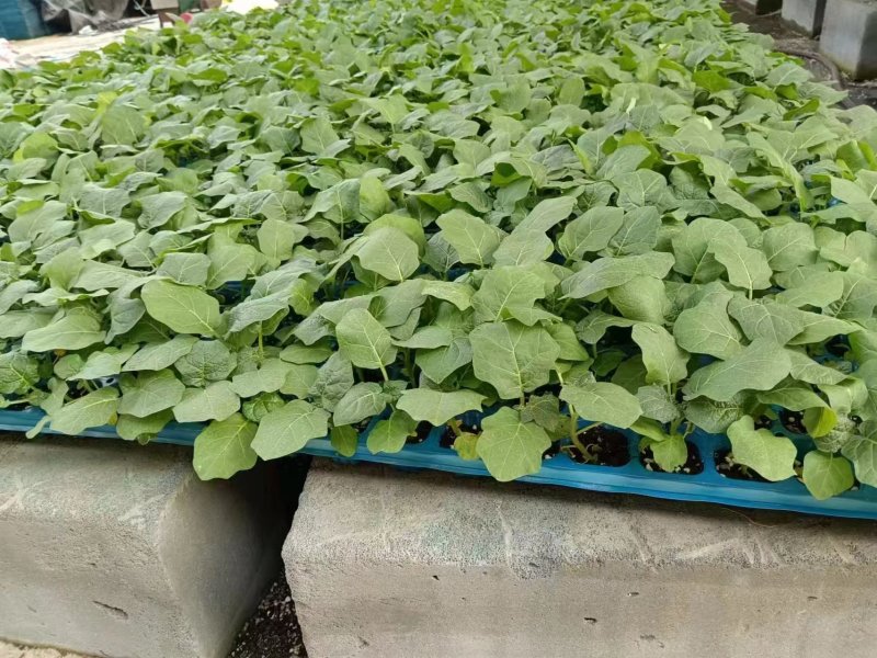 各类茄子苗基地直供产地直销技术支持包存活量大从优