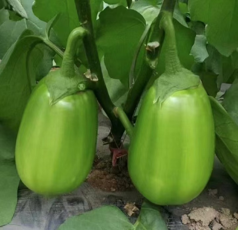 各类茄子苗基地直供产地直销技术支持包存活量大从优