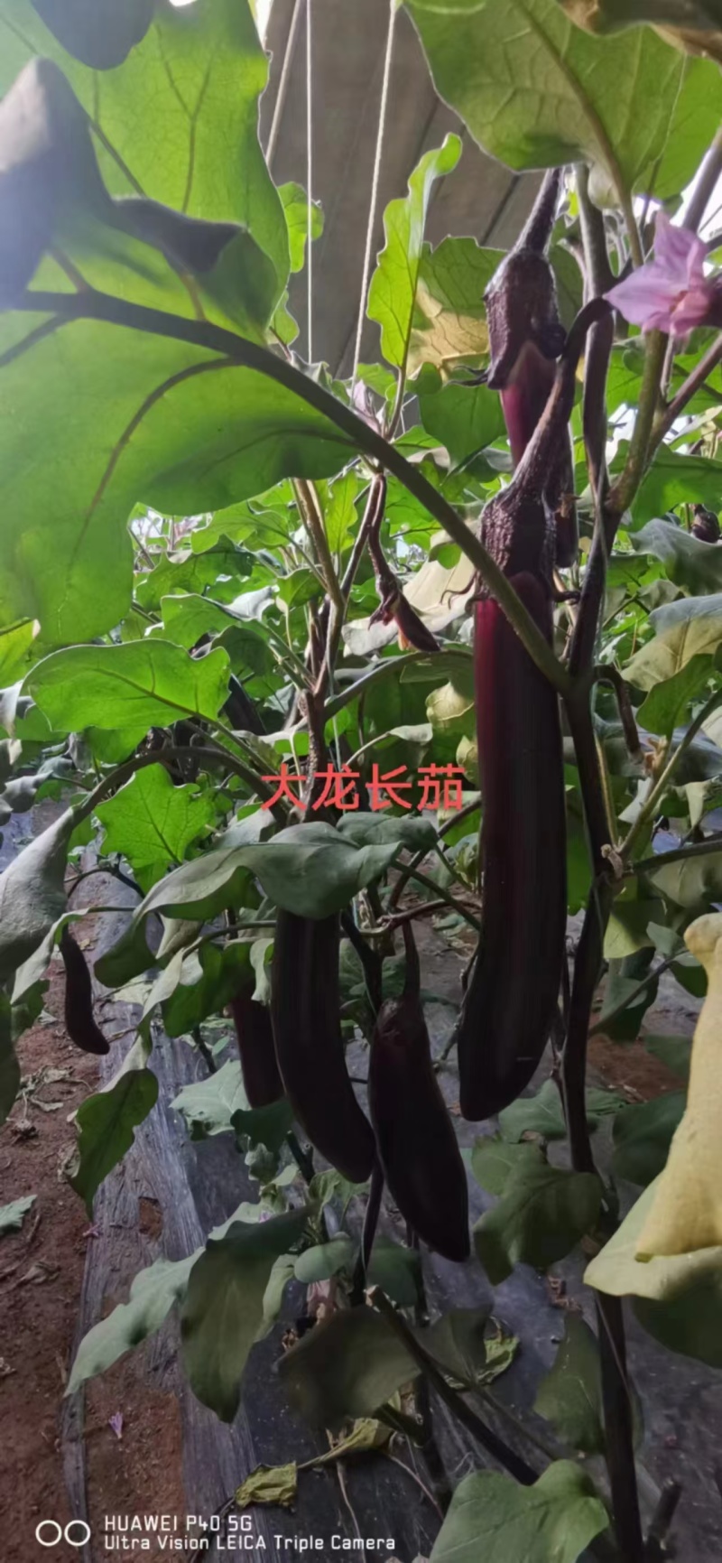 各类茄子苗基地直供产地直销技术支持包存活量大从优