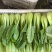【精品】上海青油菜万亩基地大量供货欢迎咨询