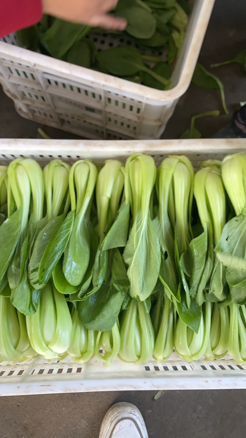 【精品】上海青油菜万亩基地大量供货欢迎咨询