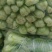 【精品】上海青油菜万亩基地大量供货欢迎咨询