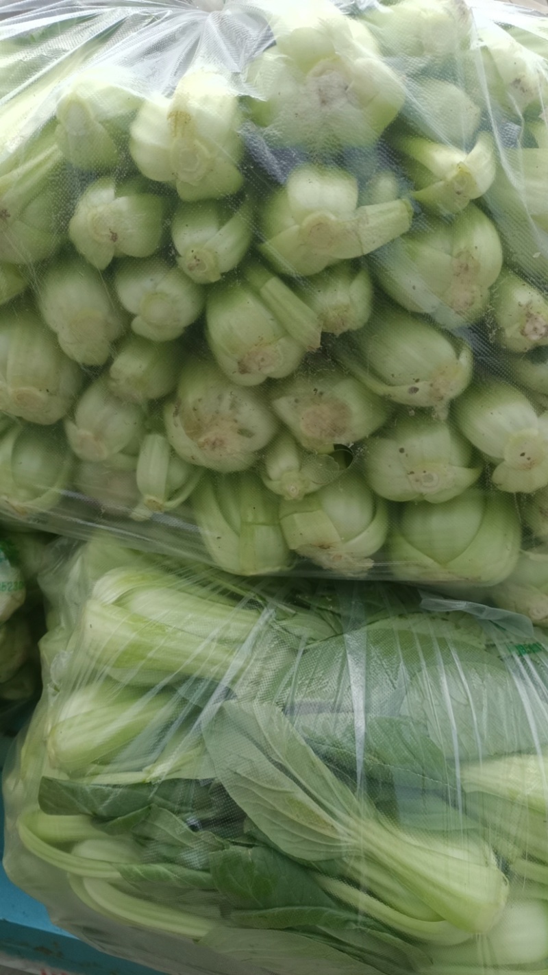 【精品】上海青油菜万亩基地大量供货欢迎咨询