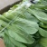 【精品】上海青油菜万亩基地大量供货欢迎咨询
