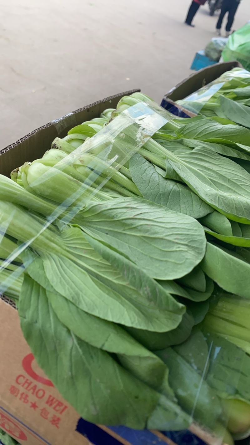 【精品】上海青油菜万亩基地大量供货欢迎咨询