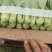 【精品】上海青油菜万亩基地大量供货欢迎咨询