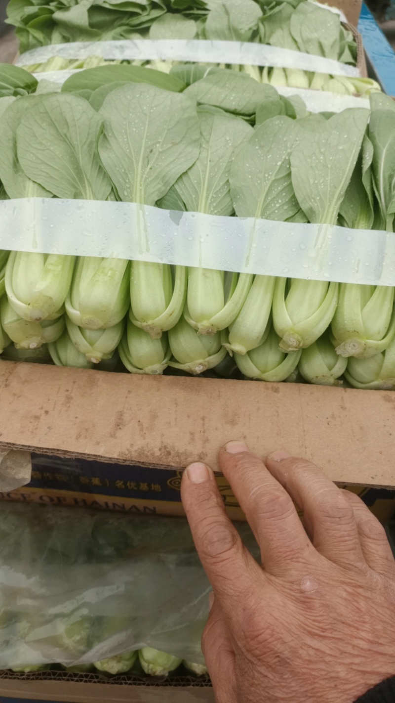 【精品】上海青油菜万亩基地大量供货欢迎咨询