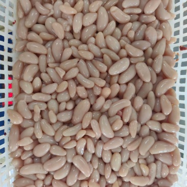 鸡腰子工厂直发全新货。