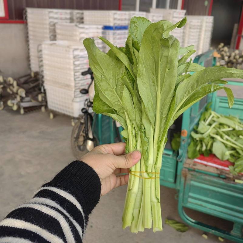 白菜苔