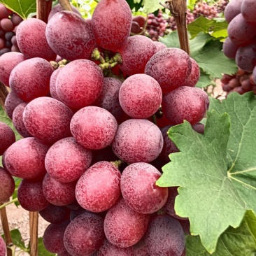错季节红提可以放到过年的红提