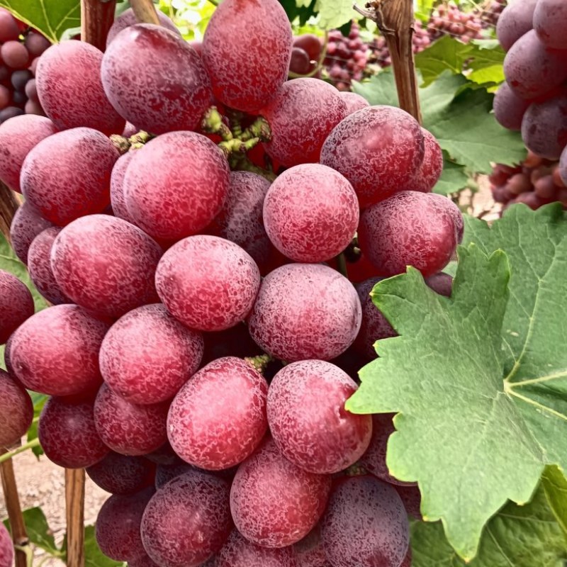 错季节红提可以放到过年的红提