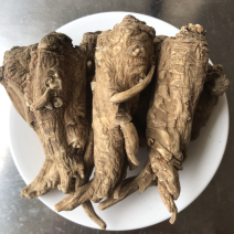 云南油质当归农家无硫非野生当归头新鲜干货可帮切片当归批发