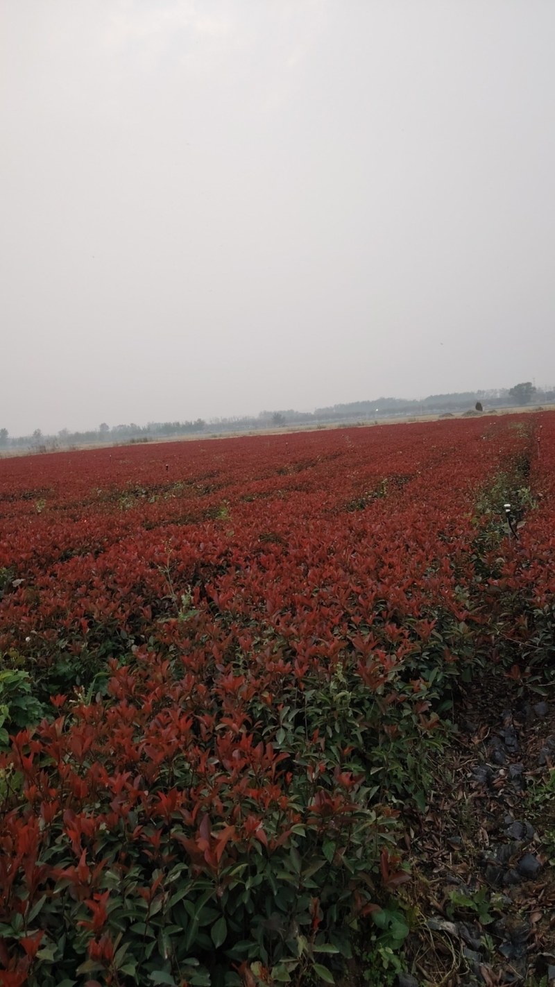 红叶石楠石楠紫叶石楠