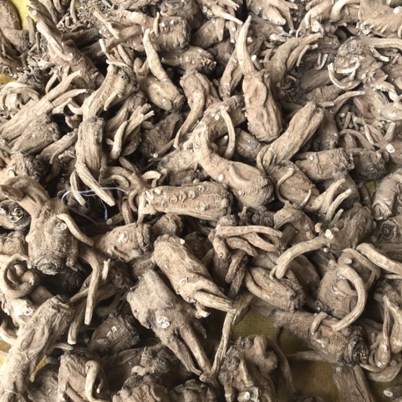 云南油质当归农家无硫非野生当归头新鲜干货可帮切片当归批发