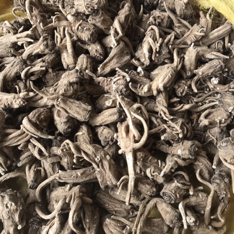 云南油质当归农家无硫非野生当归头新鲜干货可帮切片当归批发