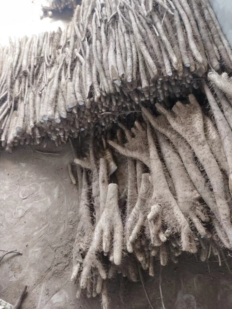 山西白玉山药，产地直销，欢迎实地考察