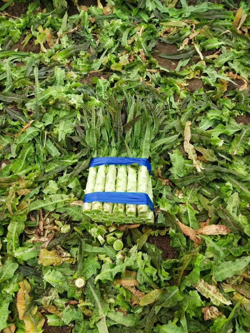 （实）红尖叶莴苣套安徽红莴苣产地直发货源稳定代收代发