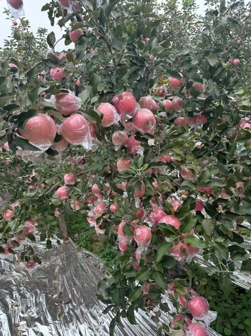苹果