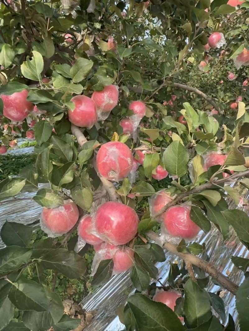 苹果