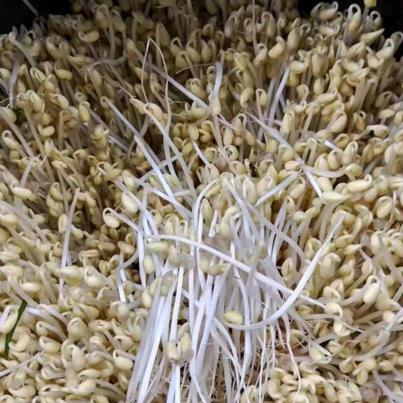 黄豆芽豆芽芽菜原生态自然泡发***豆芽产地直发