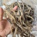沙虫干淡干无沙公沙虫灰虫