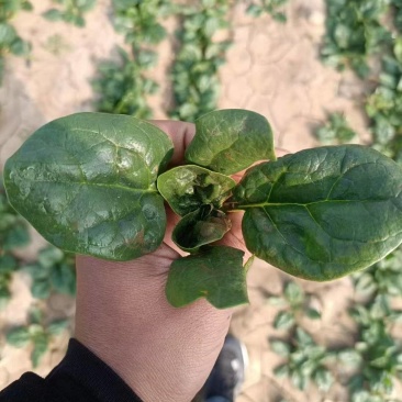 趴地菠菜，大棚种植，欢迎大家联系我
