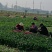 大叶菠菜，大量有货，对接全国市场电商平台，