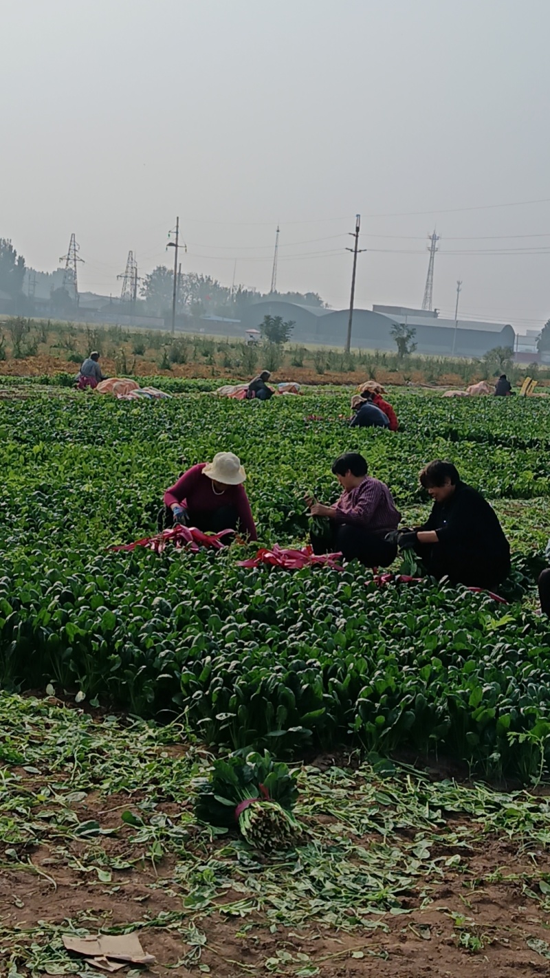 大叶菠菜，大量有货，对接全国市场电商平台，