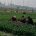 大叶菠菜，大量有货，对接全国市场电商平台，
