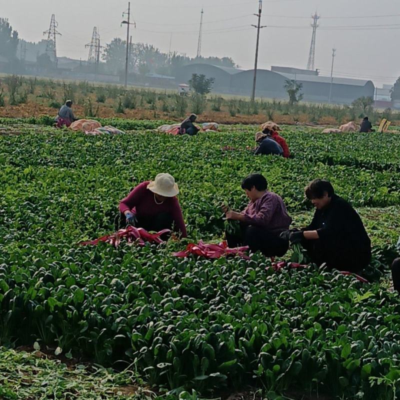 大叶菠菜，大量有货，对接全国市场电商平台，