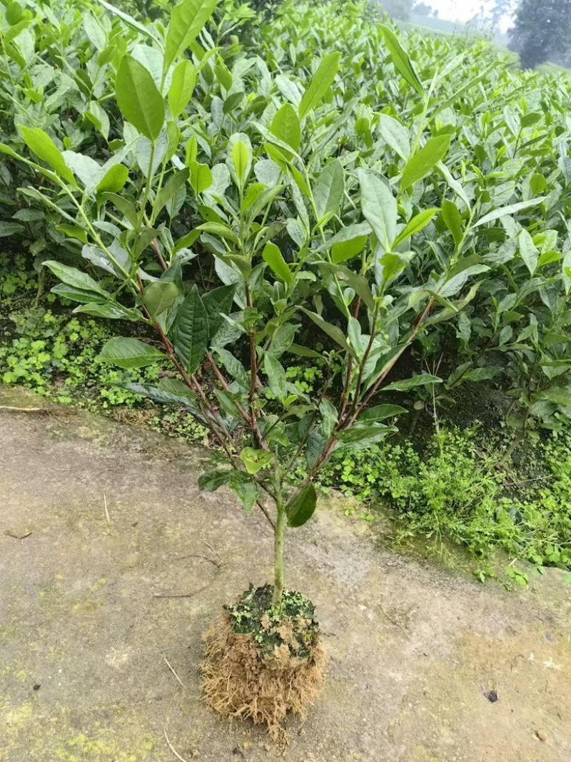 绿化茶树苗