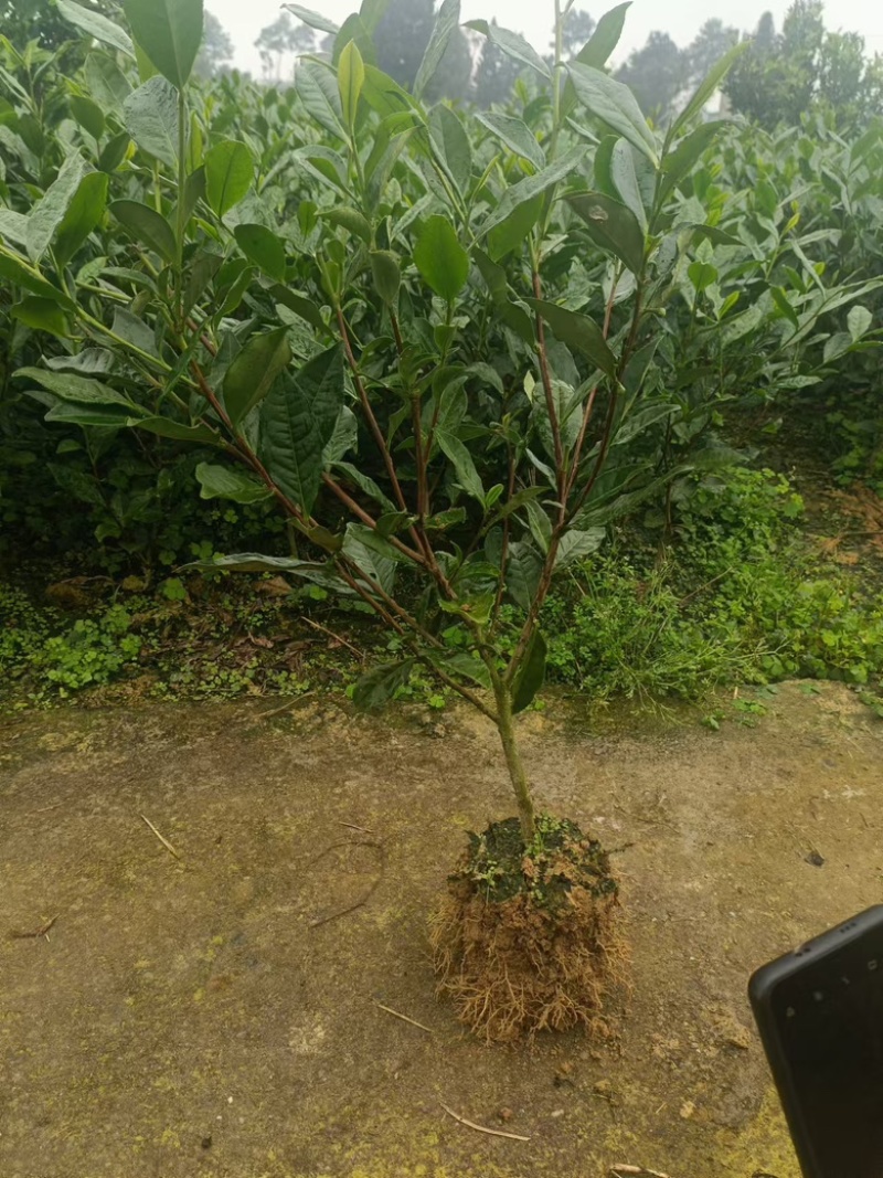 绿化茶树苗