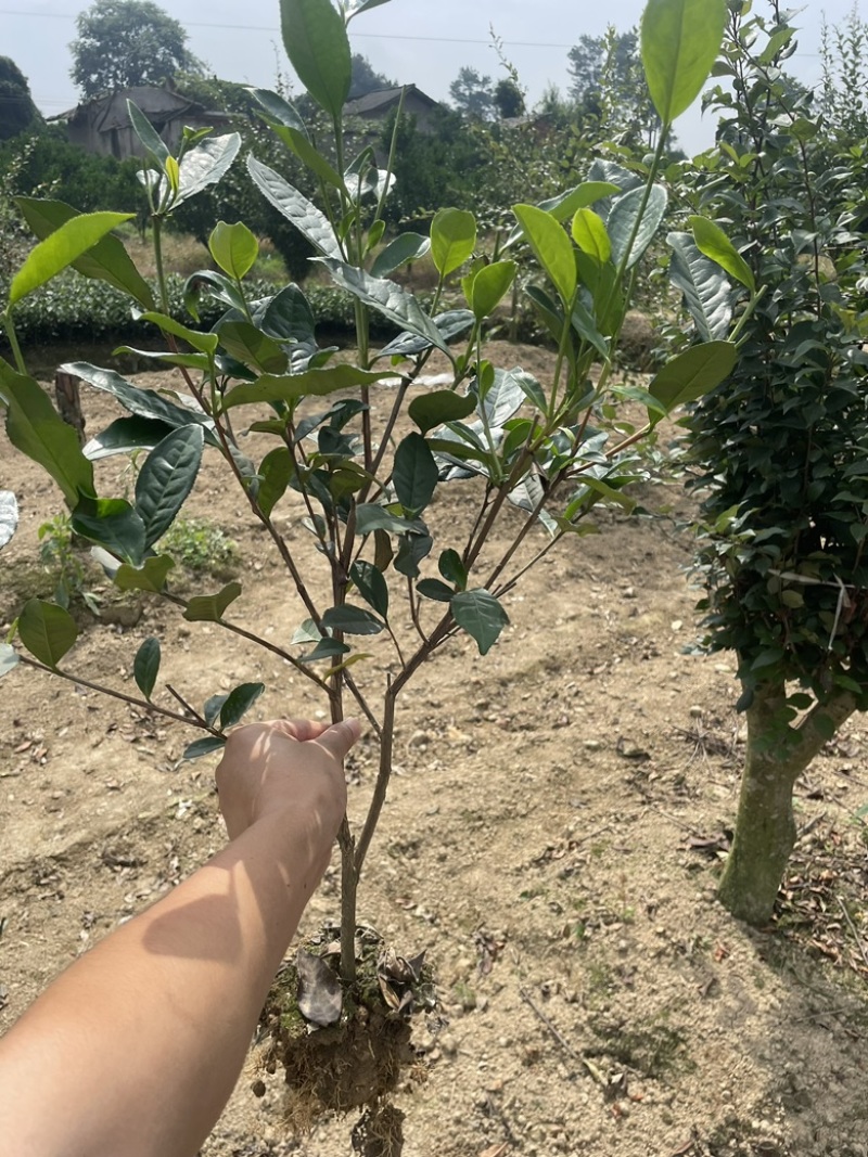 绿化茶树苗