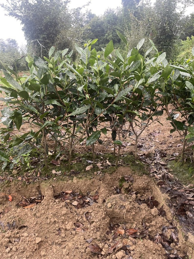 绿化茶树苗