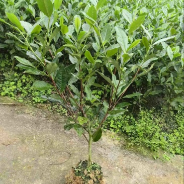绿化茶树苗