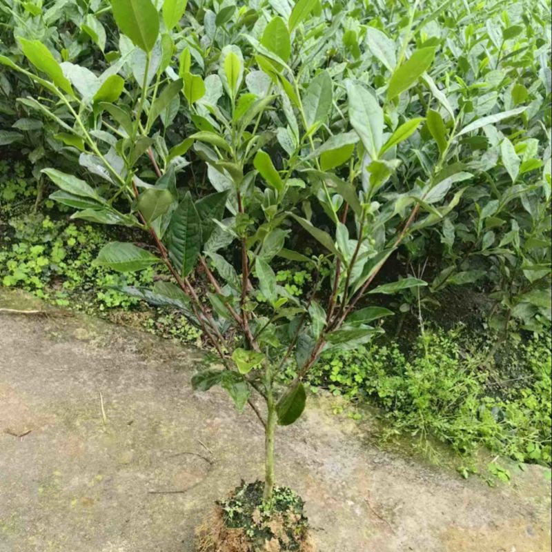 绿化茶树苗