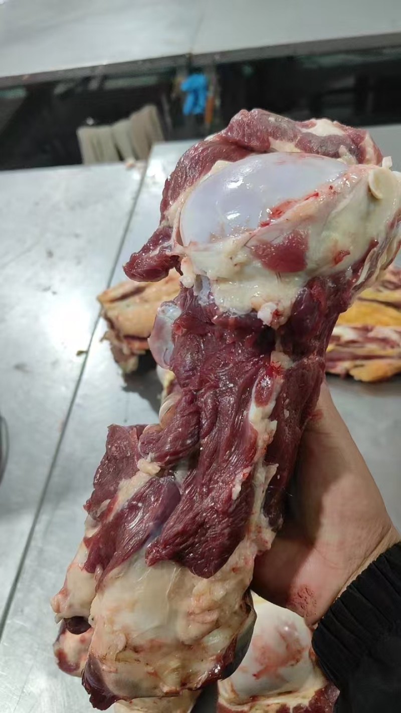 【牛肉棒骨】当地草原黄牛的屠宰场直销，超码的，免费加工！